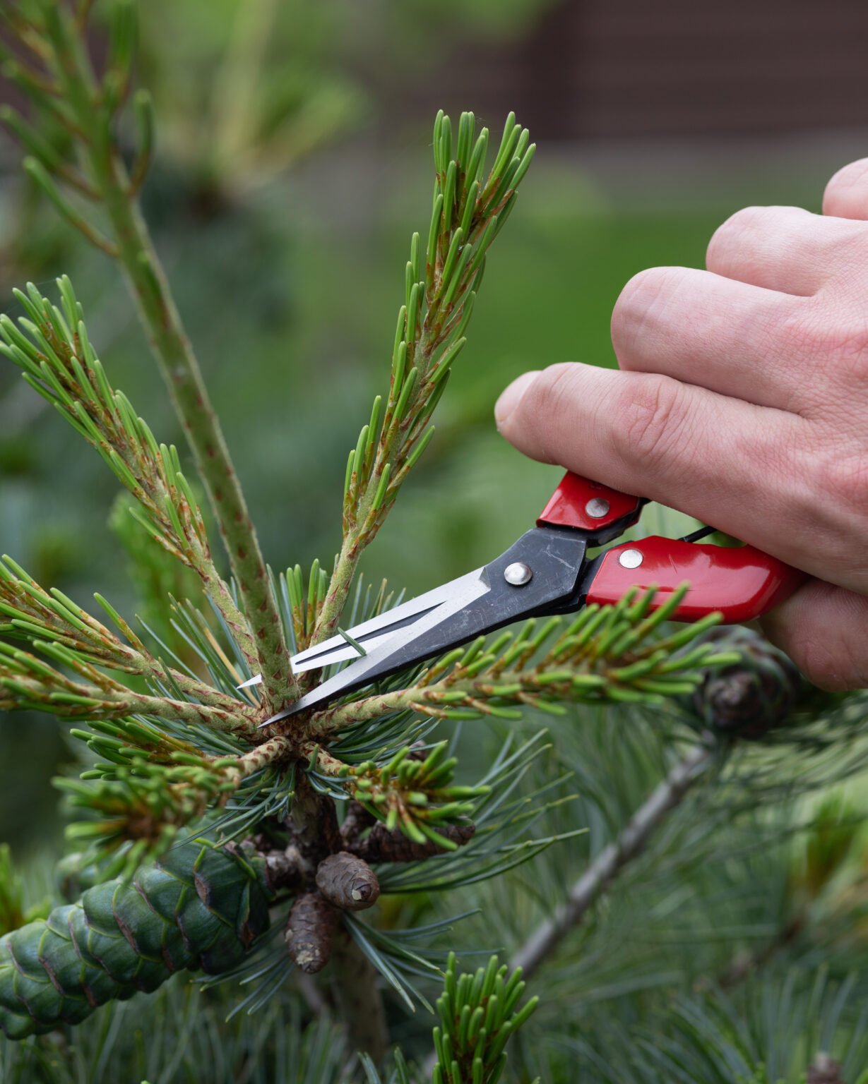 Bud Shears