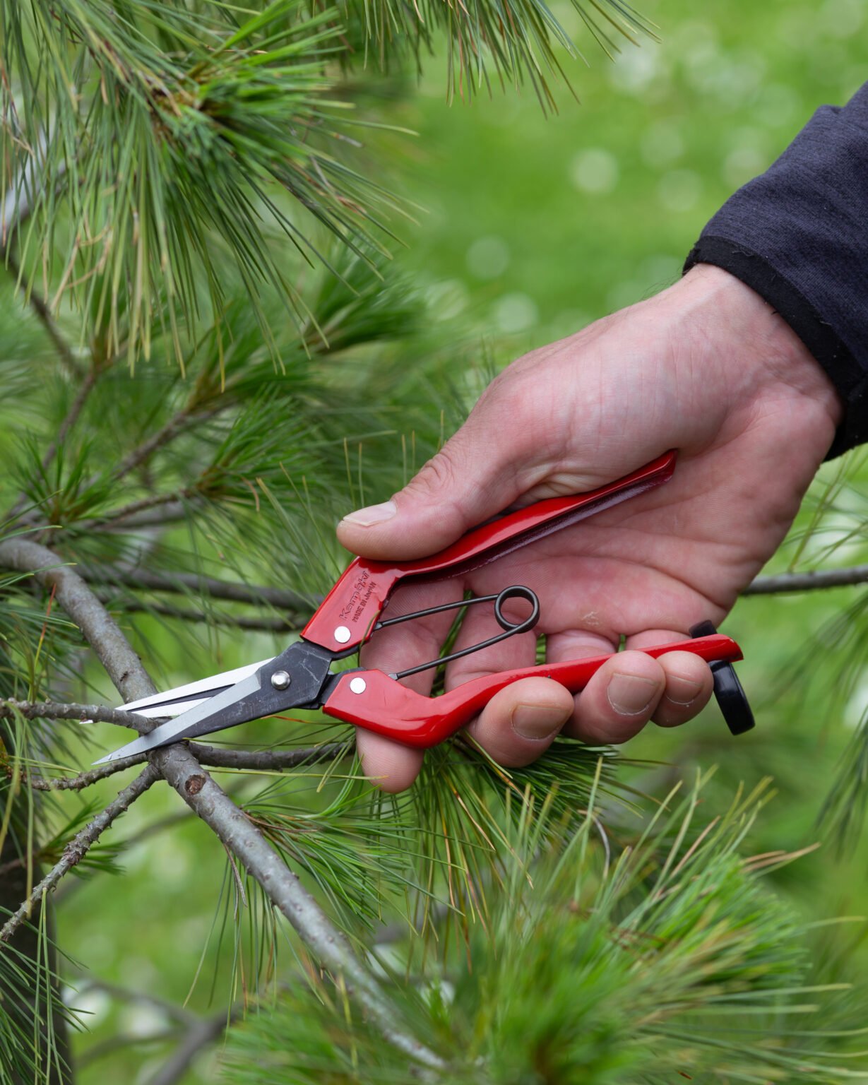 Bud Shears